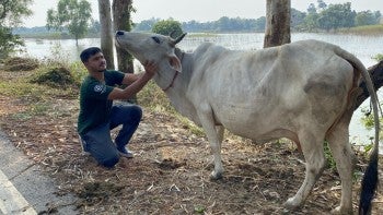 A person examining a cow