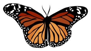 Illustration of a monarch butterfly.