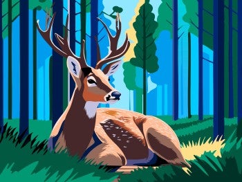 Illustration of a male deer resting in the woods.