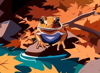 Illustration of a frog sitting on a rock near a stream.