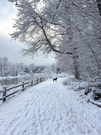 A snow covered trail with a dog in the distance.