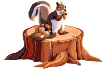 Illustration of a squirrel sitting on a stump eating nuts.