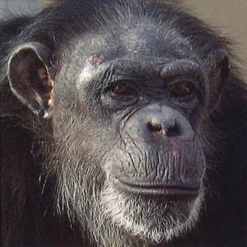 A chimp stares into the camera