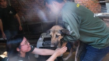 Two people move a dog into a crate following being removed from a dog meat farm