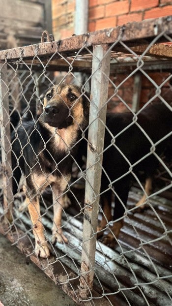 A dog pokes their face through the holes in their cage at a dog meat farm