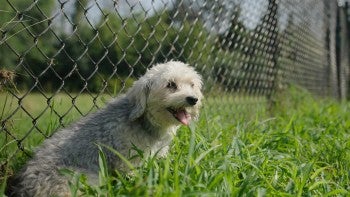 A dog relaxing outside in the grass