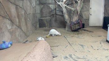 A wallaby used for a public encounter in a barren enclosure