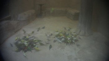 Over 150 parakeets in a walk-in aviary