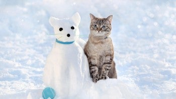 cat in snow