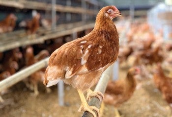 Hens in a cage free facility. 