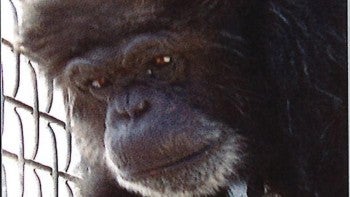 Up-close picture of a chimp