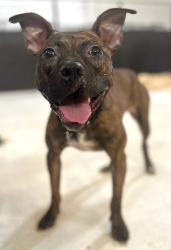 A dark brown dog with ears up, smiling. 