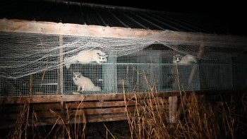 Foxes in cages at a fur farm