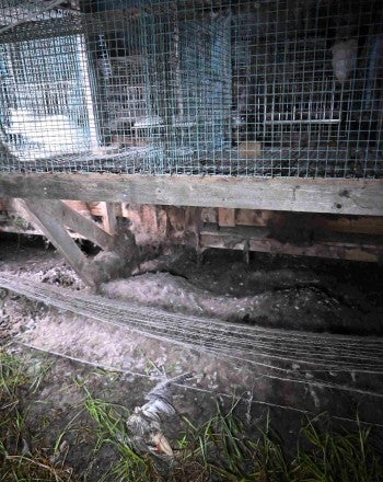 fur farm cage