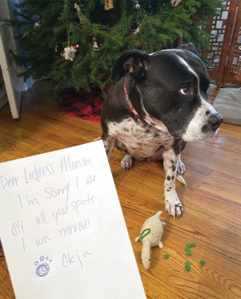 Dog next to broken Christmas ornament with hand written sign that says "Dear Lochness Monster, I'm sorry I ate off all your spots. I was nervous. Signed, Okja""