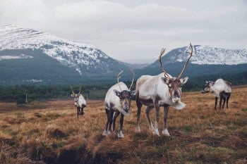 A herd of reindeer graze during winter at Cairngorm Reindeer Centre in Aviemore, Scotland.