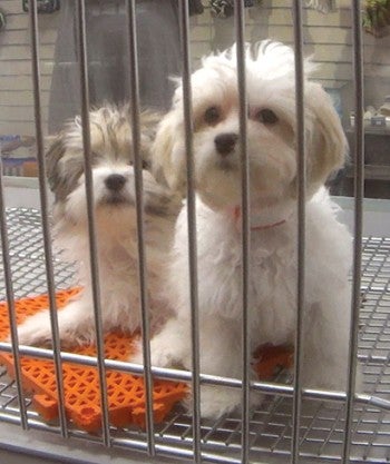 Two puppies for sale at a petstore.