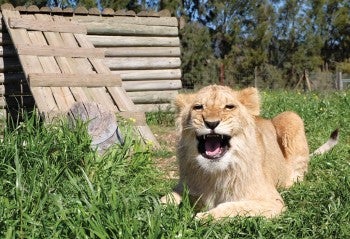 Pi basks in the sun in Drakenstein Lion Park