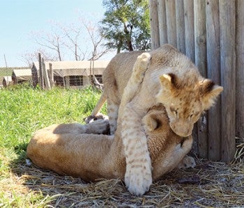 Pi and Freye, rescued lion cubs, play together in a sanctuary