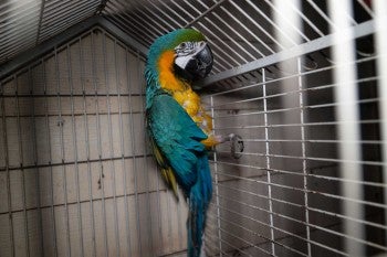 Parrot rescued in Oklahoma