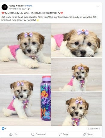 A Facebook post advertising a puppy for sale