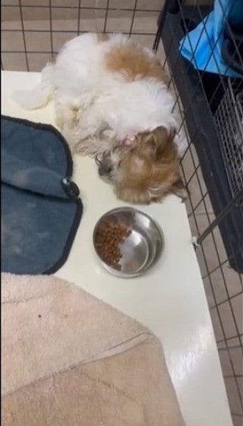 A puppy curled up in a crate