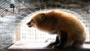 A fox in a crate