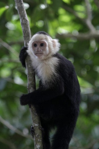 Capuchin monkey