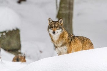 wolf in snow