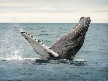 Photo of a humpback whale breeching.