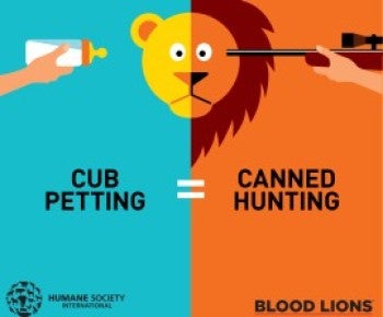 Lion exploitation graphic