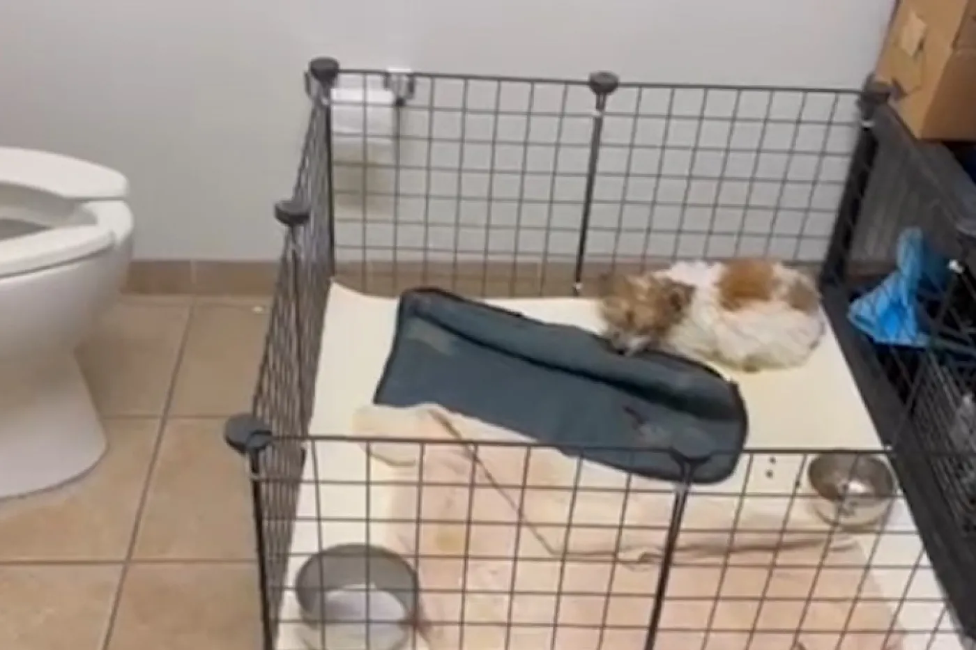 A puppy curled up in a crate