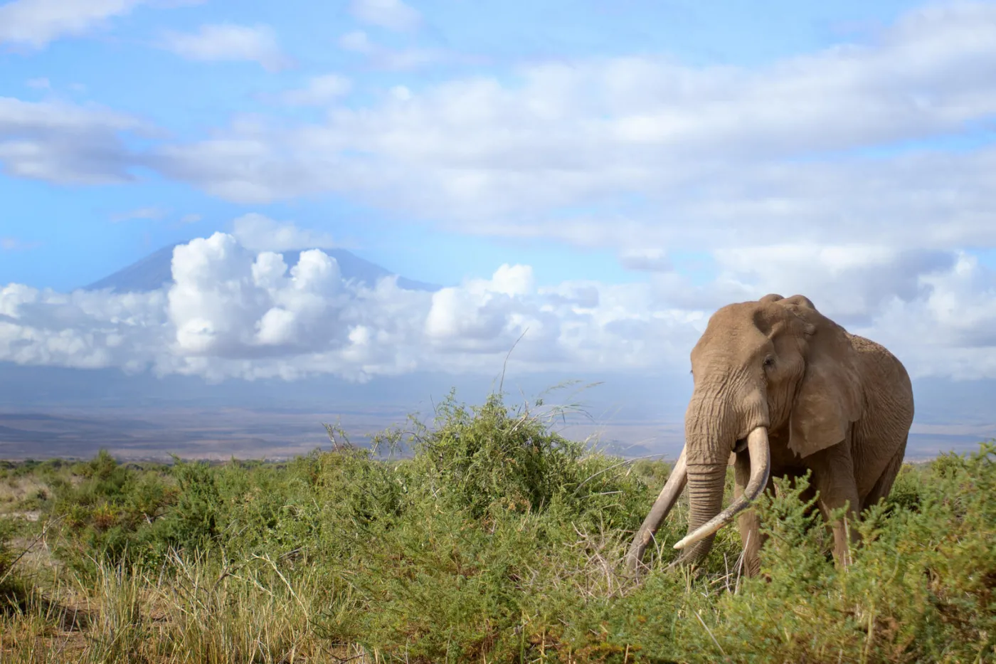 An elephant in the wild