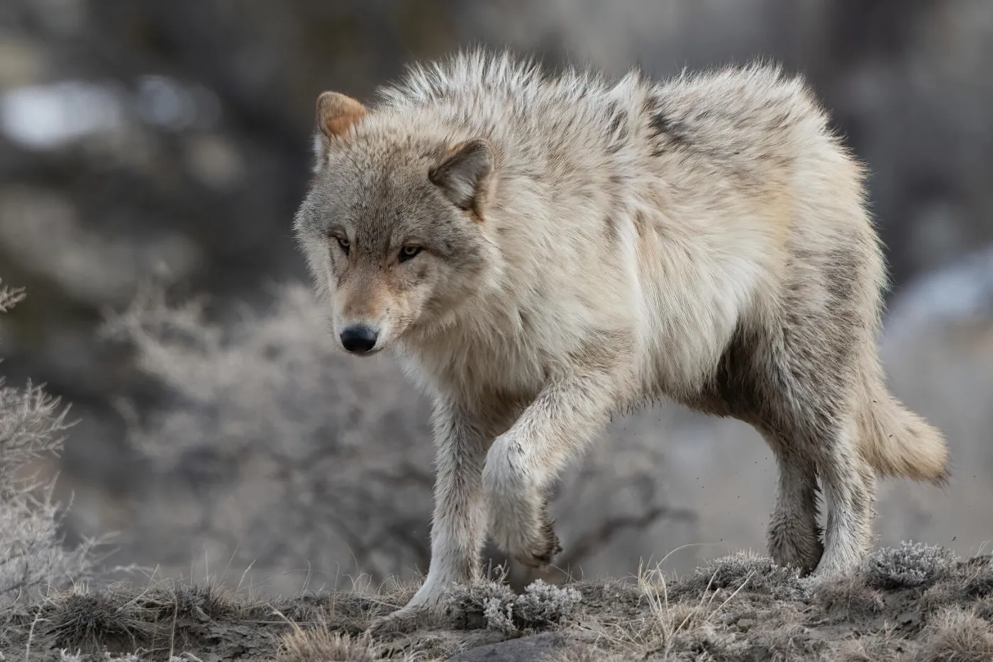 Gray (or grey) wolf with golden eyes heading downhill in Yellowstone National Park