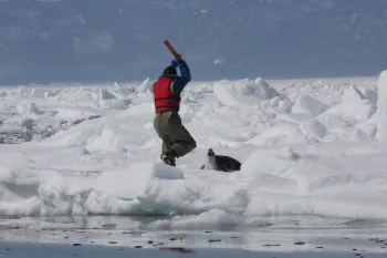 Harp seal about to be slaughtered during the annual Canadian seal hunt