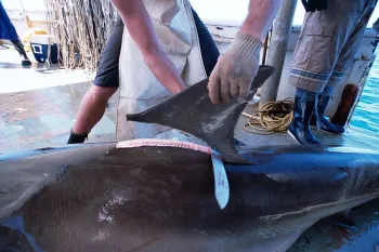 Fins being removed from a great hammerhead shark