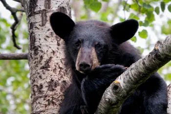 black bear in tree