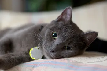 gray cat relaxing