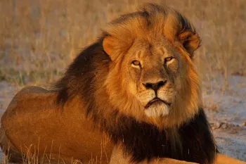 Cecil the lion at sunset