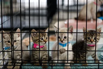 kittens in cage at emergency shelter in Joplin, Missouri after tornado