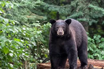 Black bear in the forest