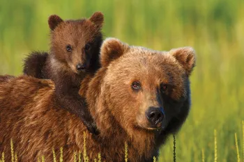 Brown bear with cub on her back in a field of green grass