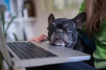 Dog resting her chin on a laptop