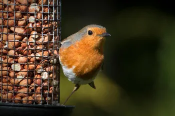 Feeding birds in your backyard can attract guests like this robin