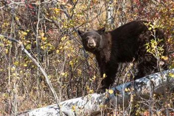 black bear Black bear standing on a fallen tree limb
