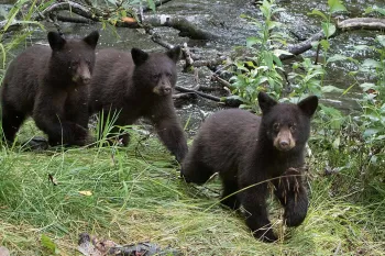 Black bear cubs walking near stream