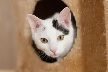 Cat hiding Cat peaking out from a hiding place