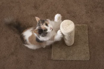 Cat clawing a cat scratching post