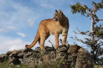 mountain lion in the wild