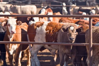 Cows in feedlot many cows crammed into a feedlot pen